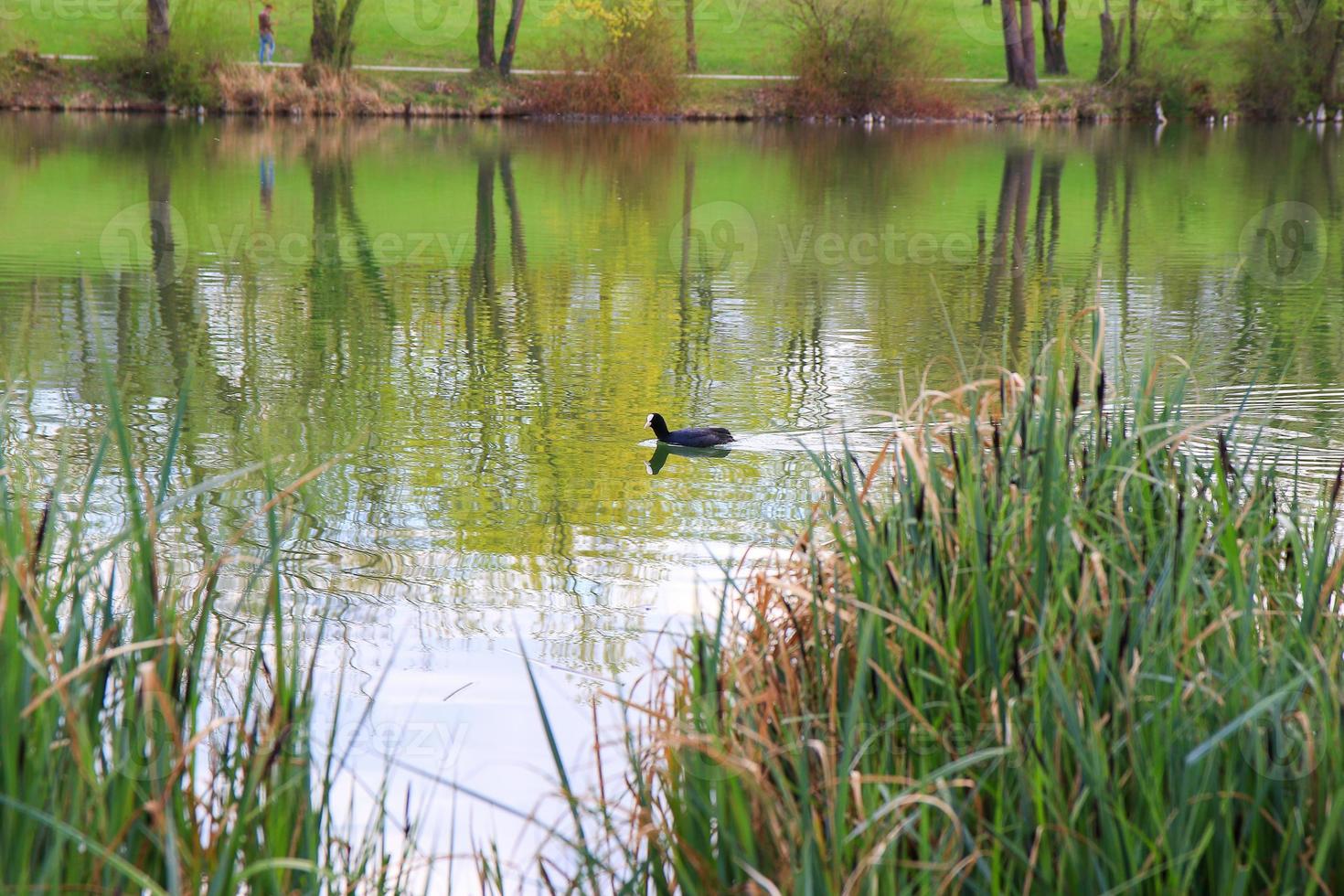 portrait of a coot duck Fulica atra bird swimming on Danube river photo