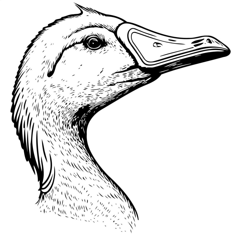 animal head goose a waterfowl bird vector