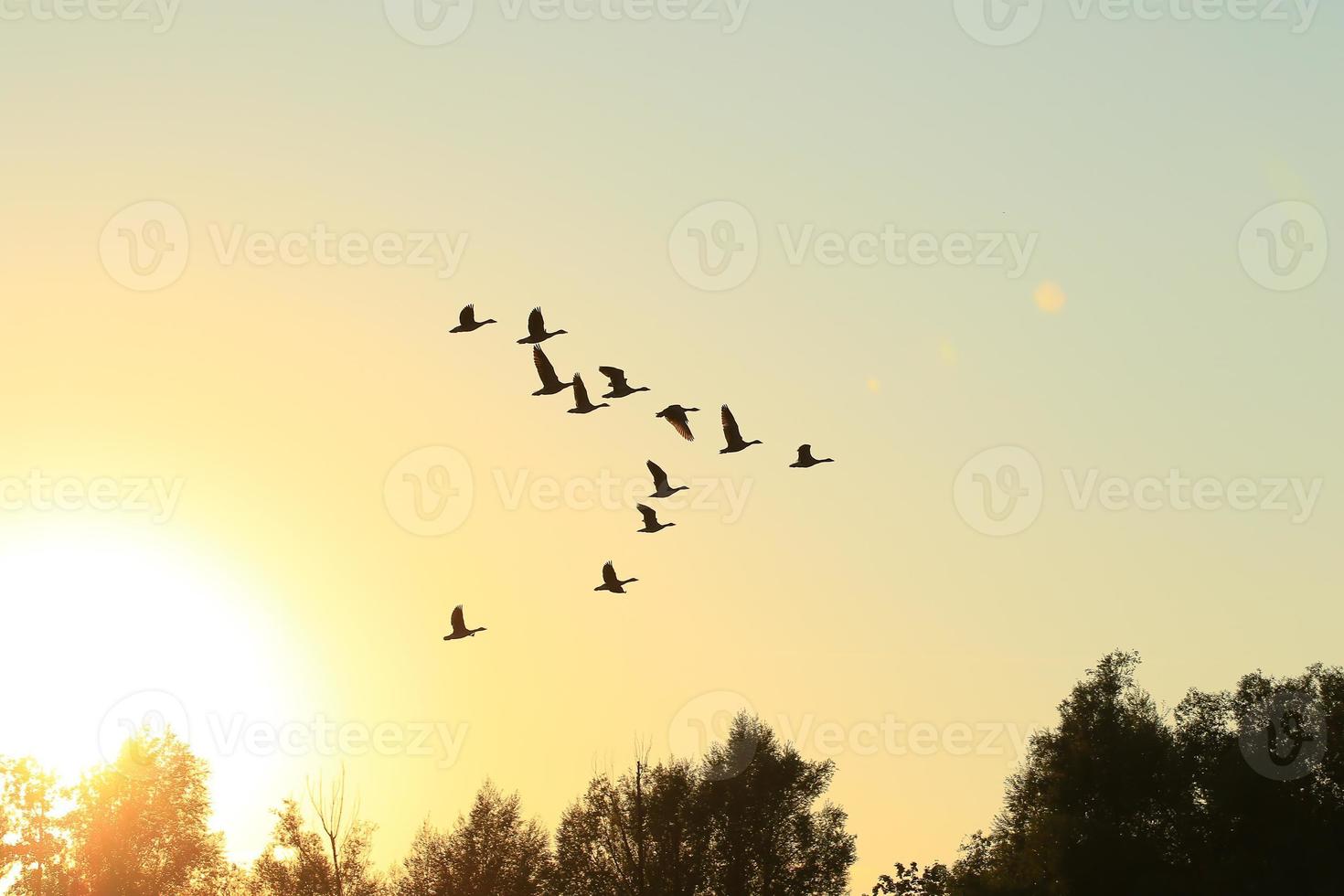 flock of wild geese silhouette on a sunset sky photo