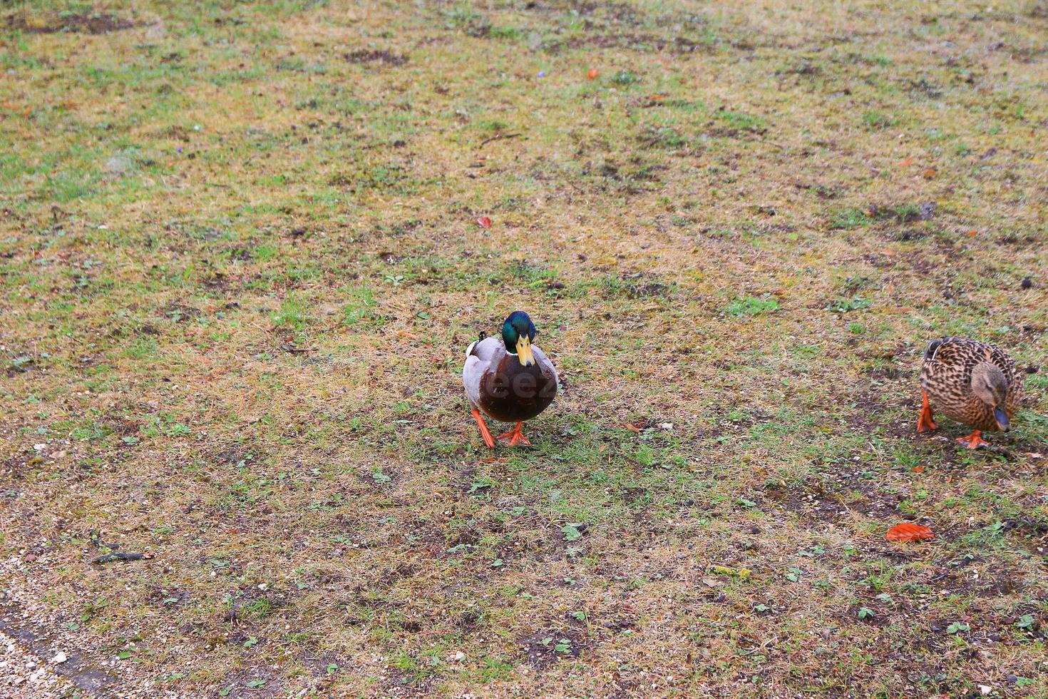 un par de patos descansando en la hierba en el parque público foto