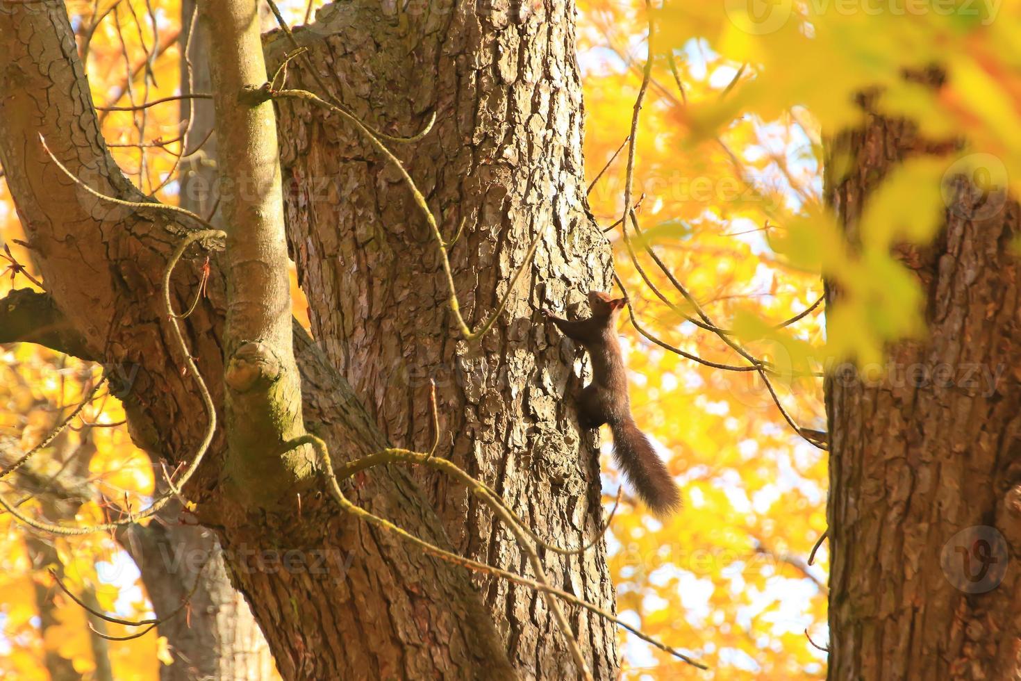 Portrait of Eurasian red squirrel climbing on tree in the park photo