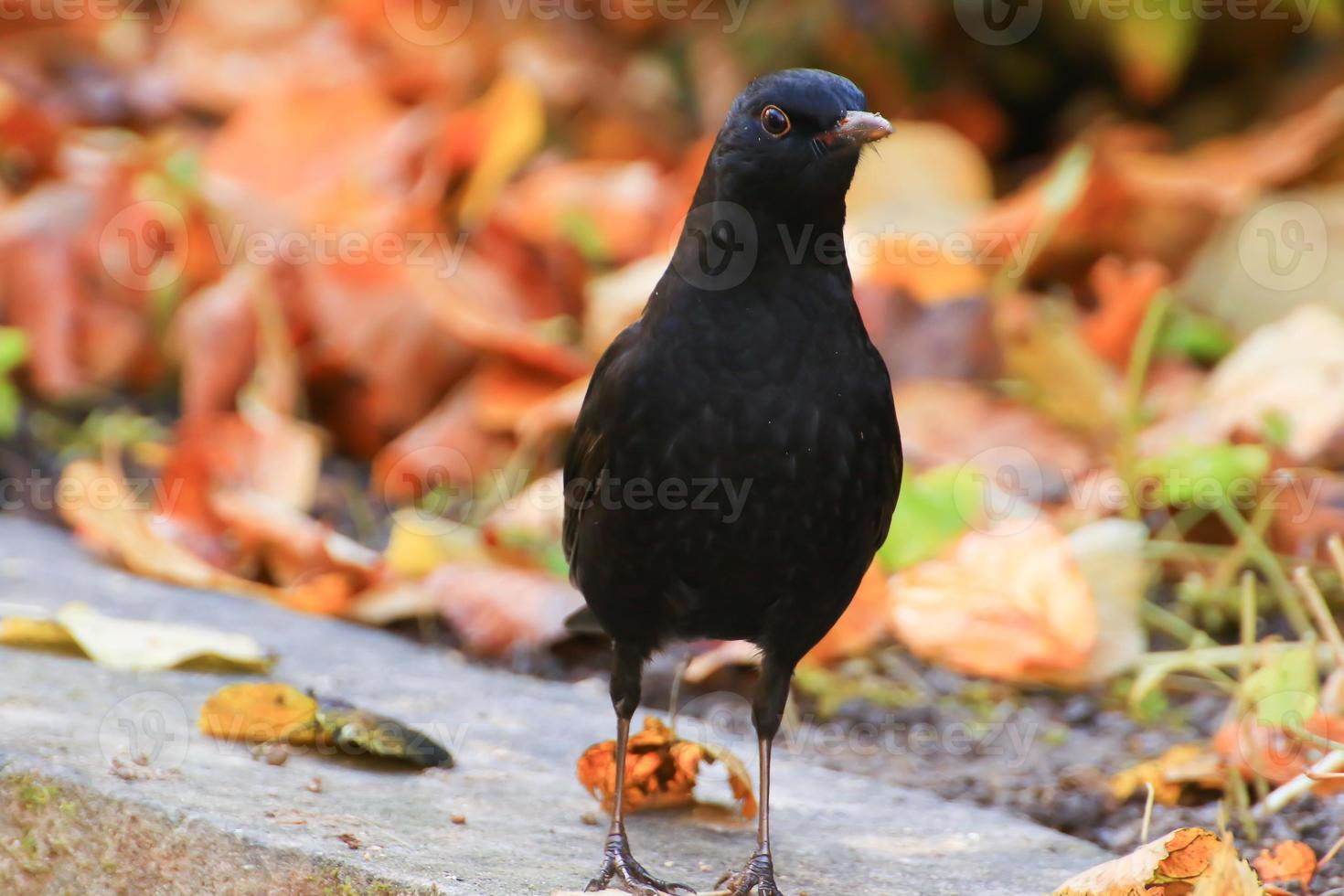 A blackbird looking for food on the ground photo