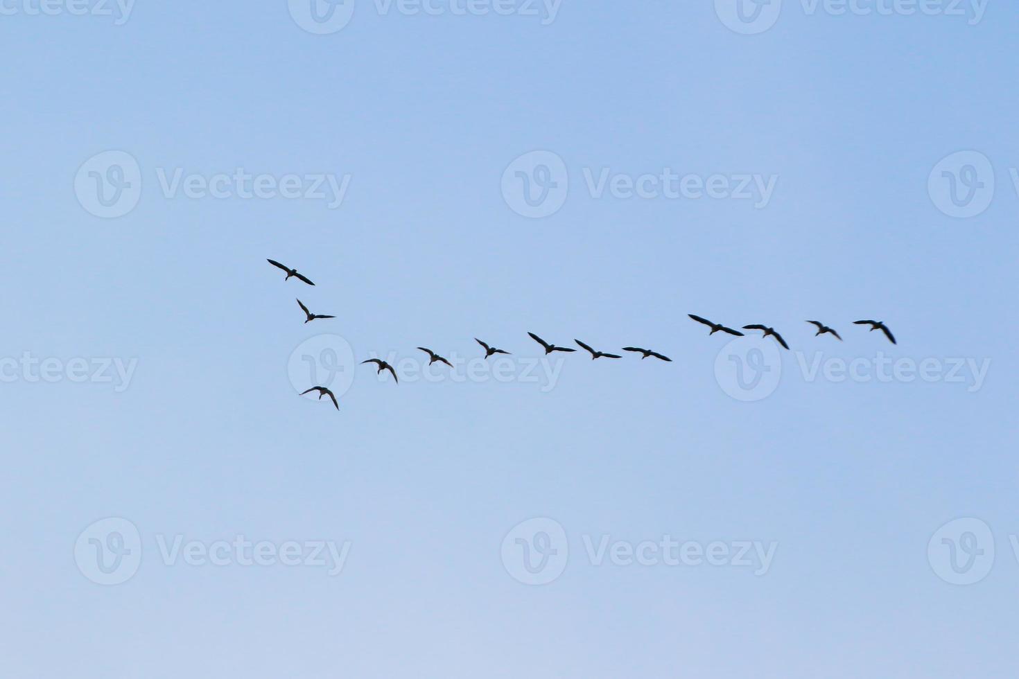 pájaros volando hacia el cielo del atardecer foto