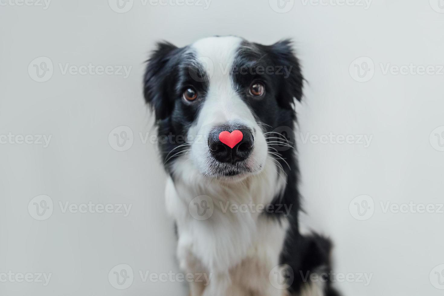 St. Valentine's Day concept. Funny portrait cute puppy dog border collie holding red heart on nose isolated on white background. Lovely dog in love on valentines day gives gift. photo