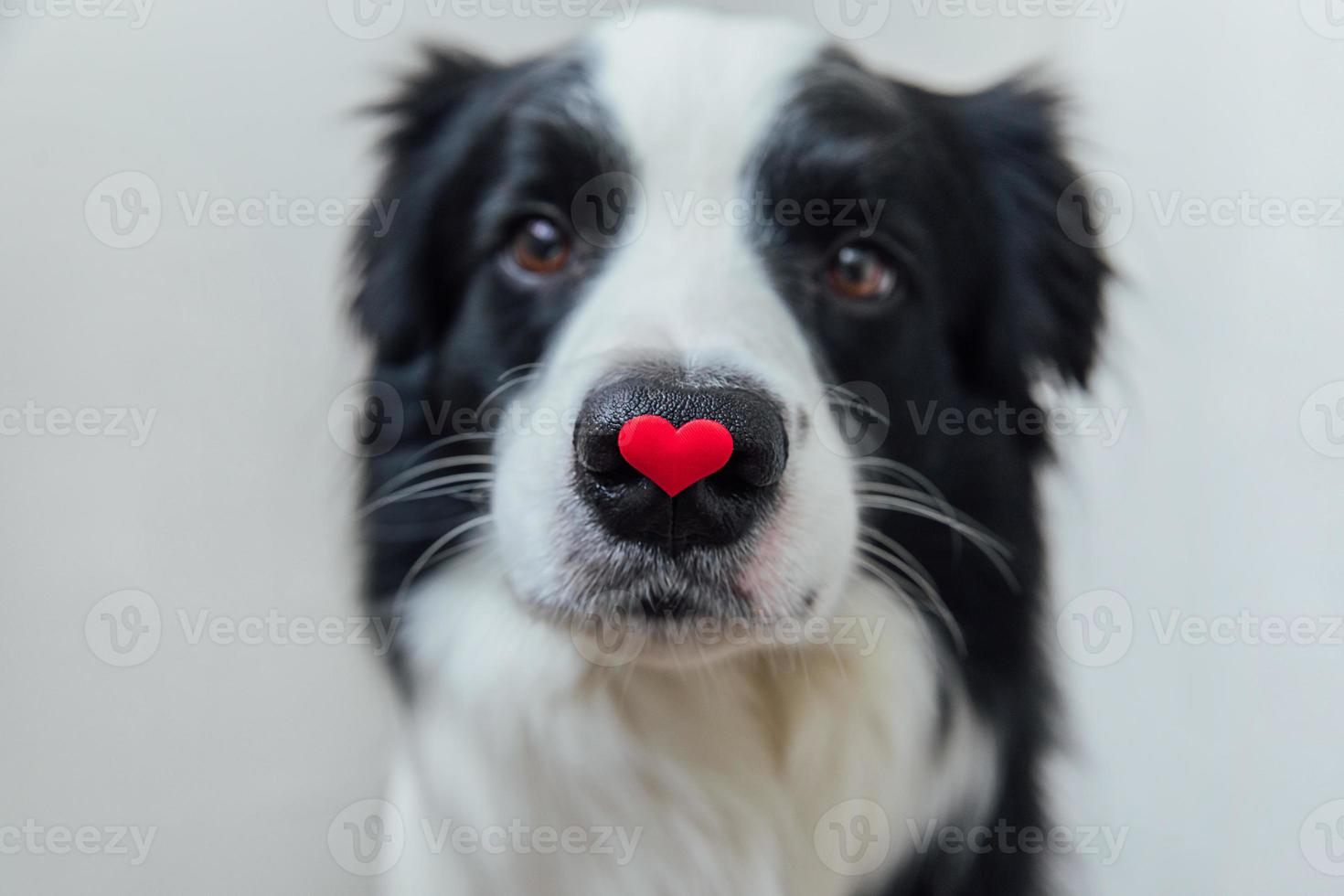 St. Valentine's Day concept. Funny portrait cute puppy dog border collie holding red heart on nose isolated on white background. Lovely dog in love on valentines day gives gift. photo