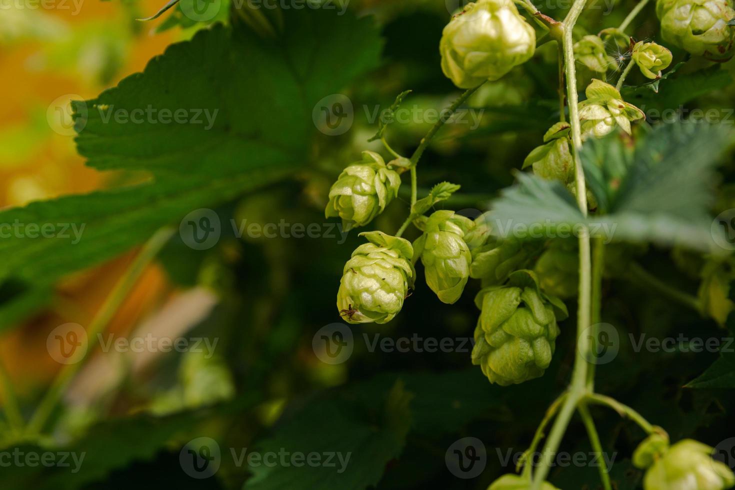 Farming and agriculture concept. Green fresh ripe organic hop cones for making beer and bread, close up. Fresh hops for brewing production. Hop plant growing in garden or farm. photo