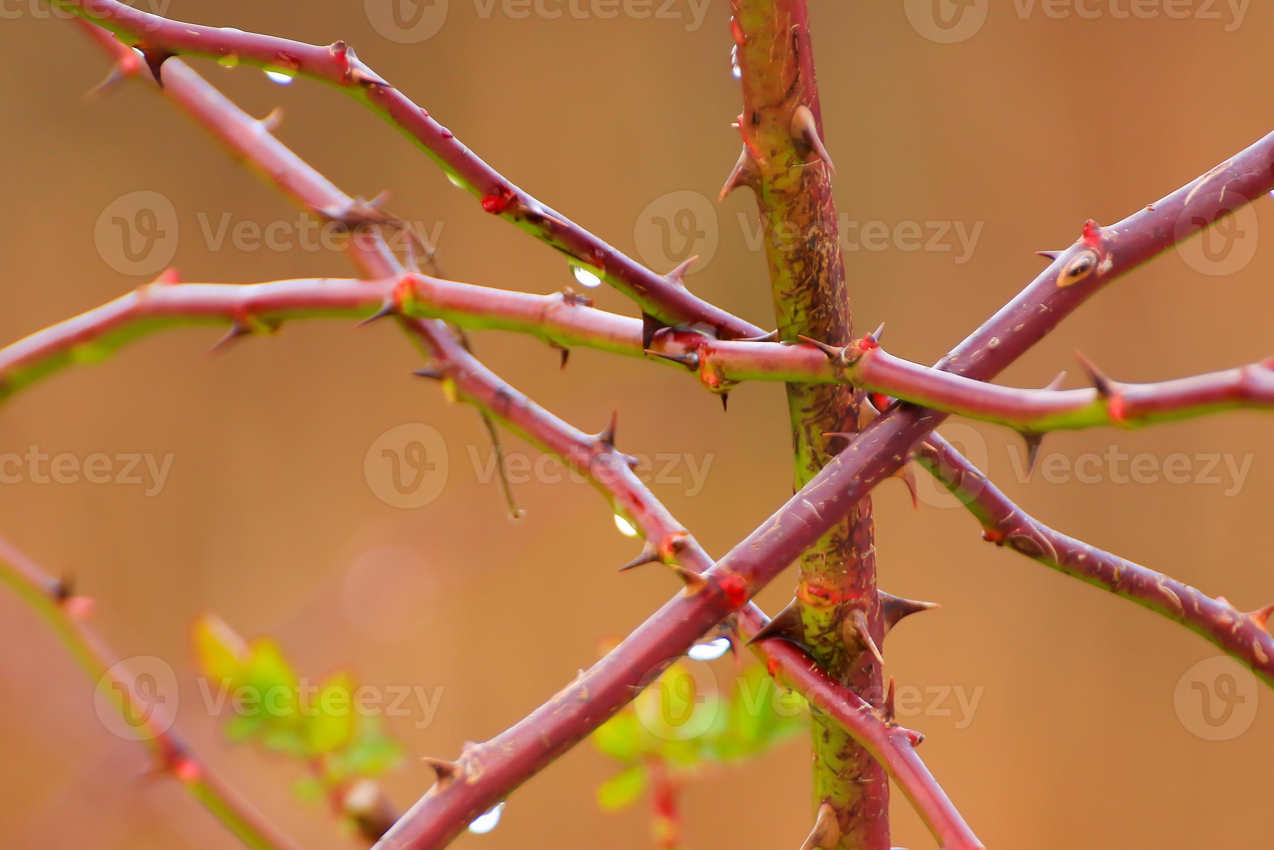thorny dog rose branches. Green wild rose branch with many little and big  sharp and poitny orange thorns 18842482 Stock Photo at Vecteezy