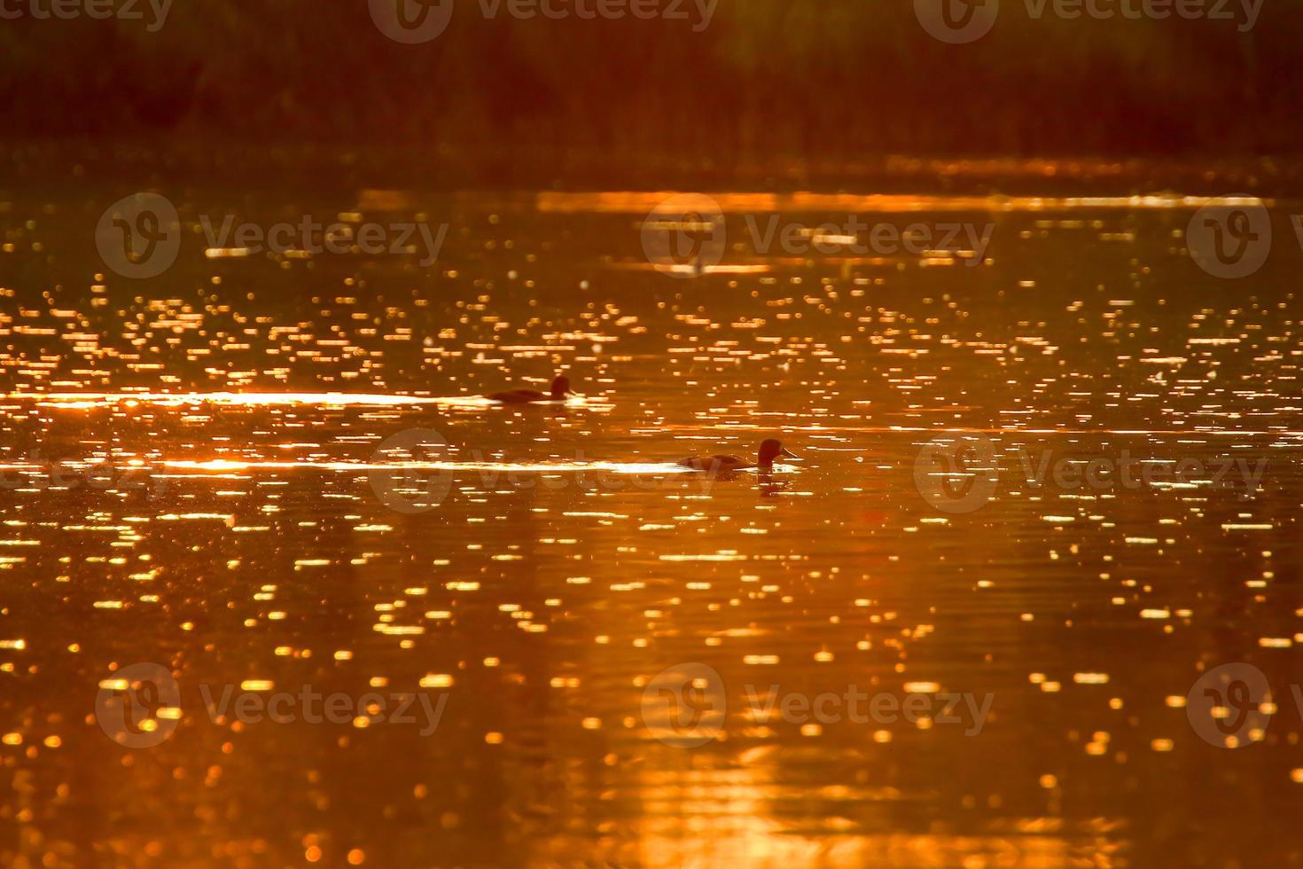 The wild goose float in the evening lake while the golden light reflected in the beautiful water surface. photo