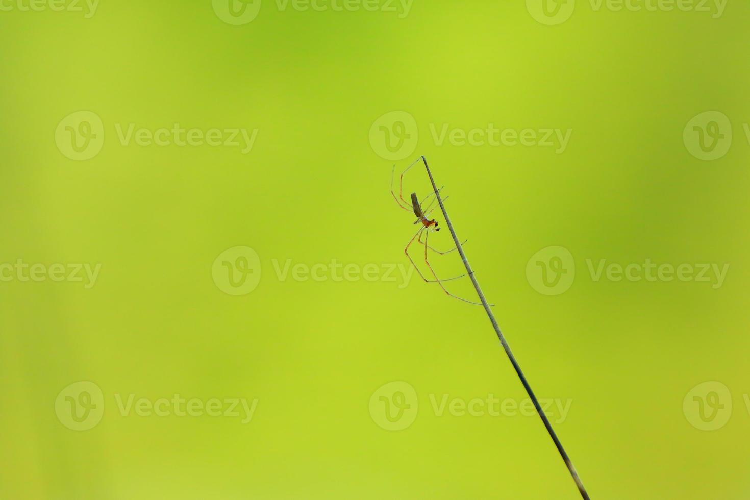 spider silhouette in the grass on green background photo