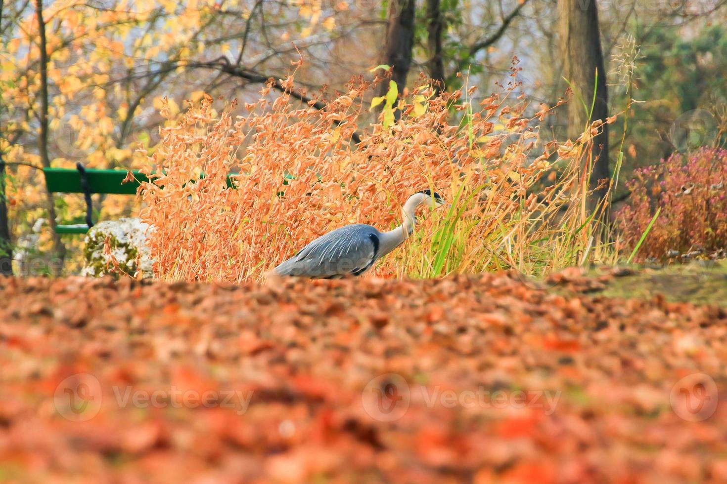 gray heron near a pond in Autumn season photo