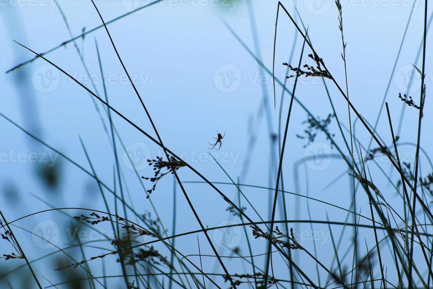 spider silhouette in the grass on blue background photo