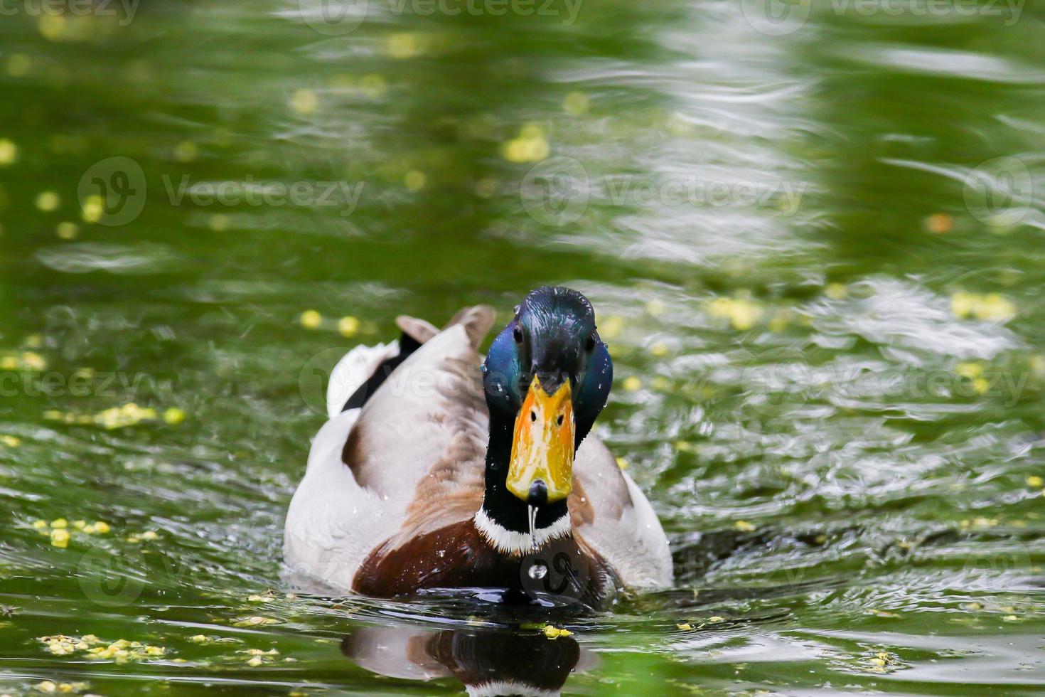 wild ducks on the lake near danube river in Germany photo
