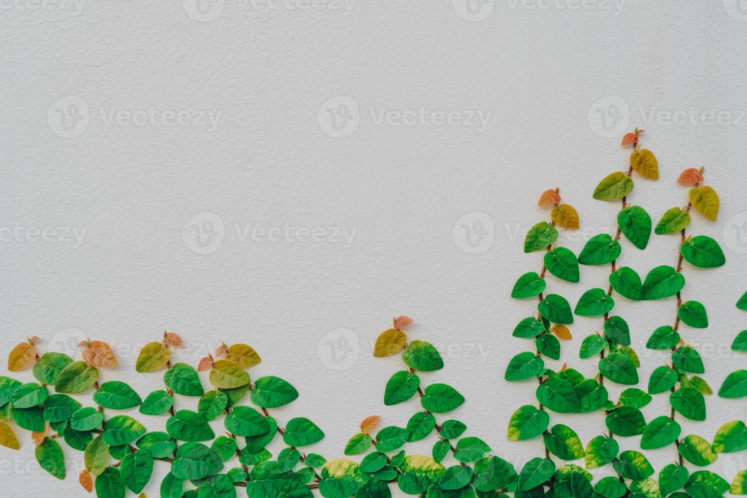 White wall background texture with leave as frame. photo