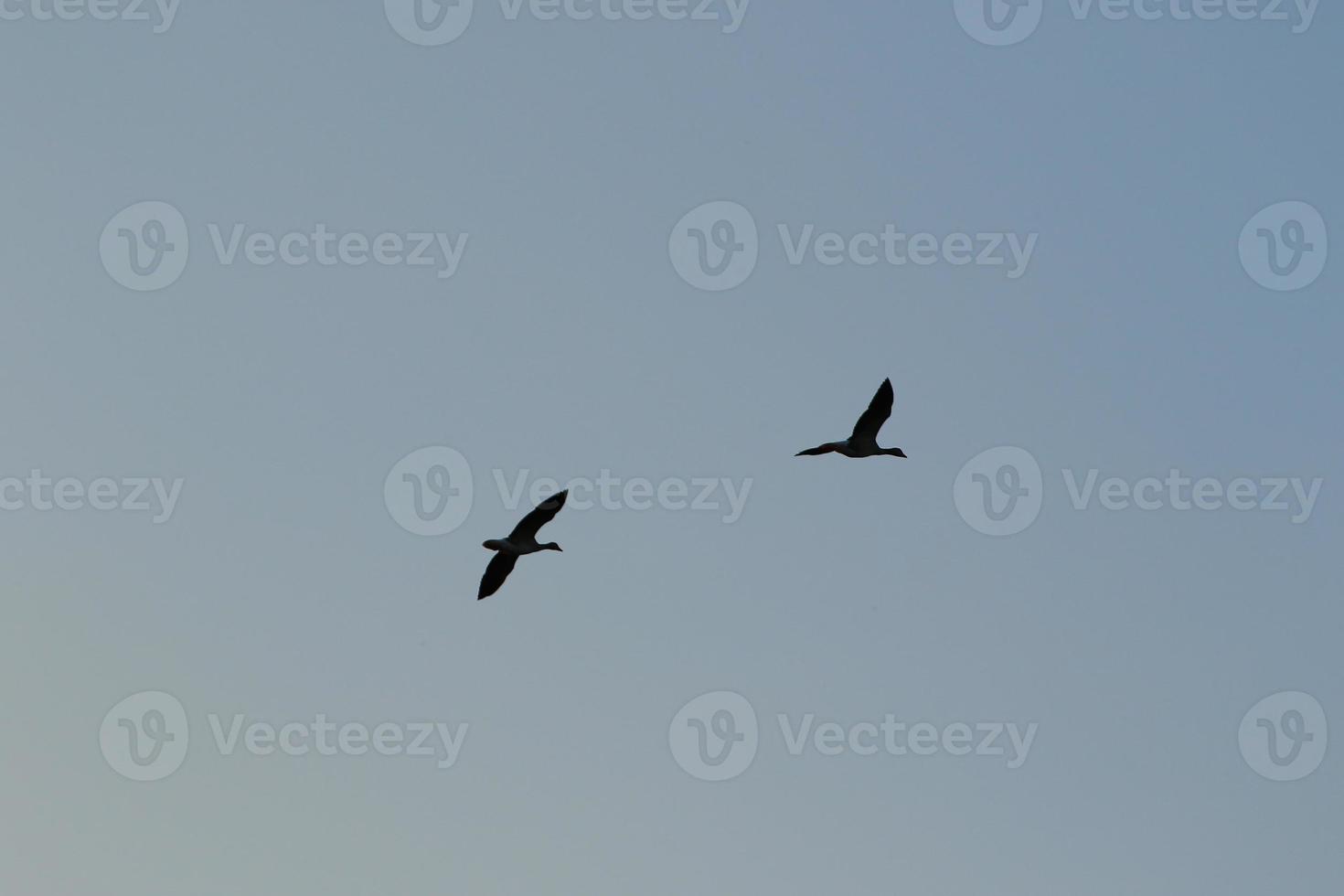 wild goose flaying near the Danube water stream photo