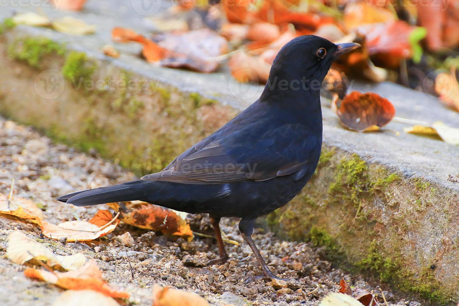 A blackbird looking for food on the ground photo