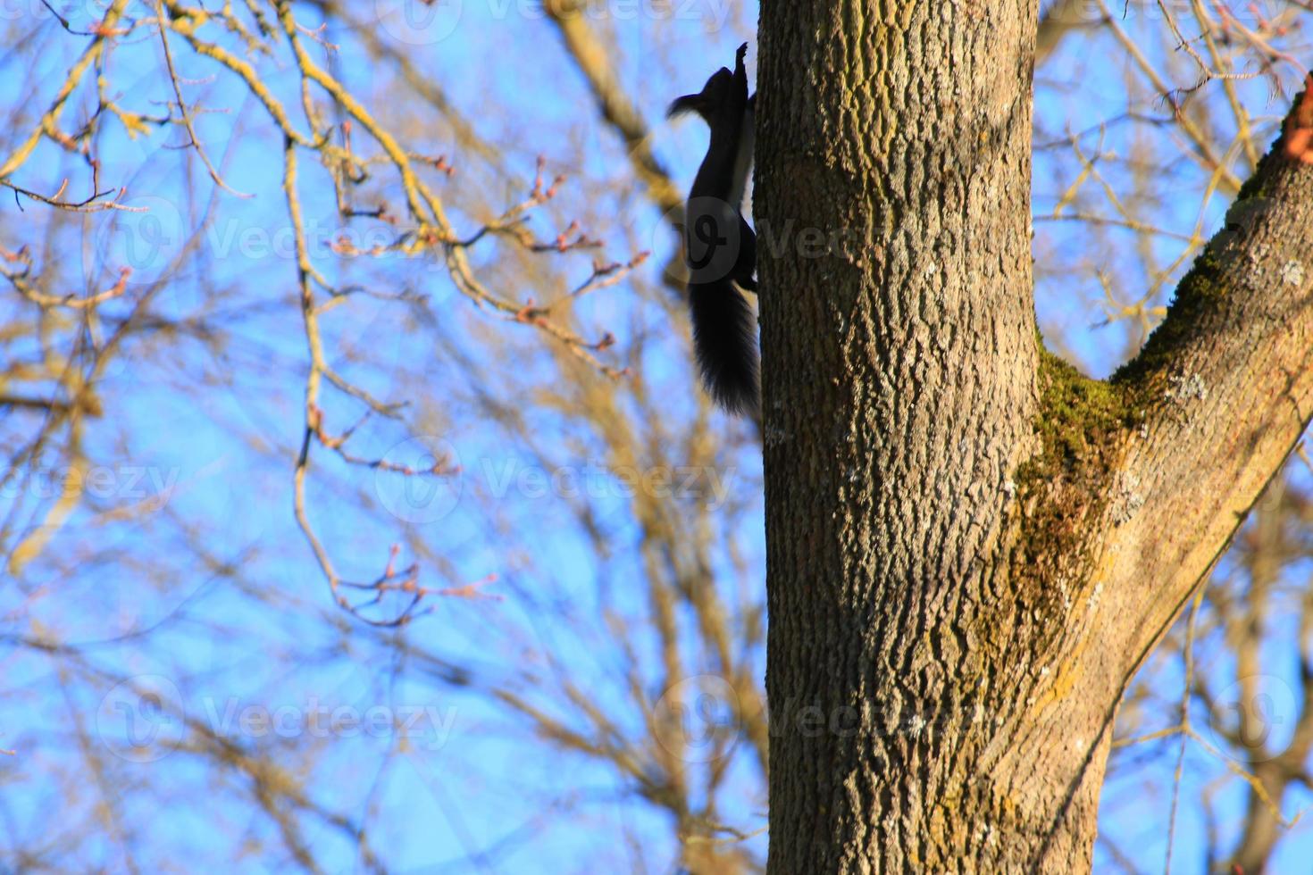 curious red squirrel peeking behind the tree trunk photo