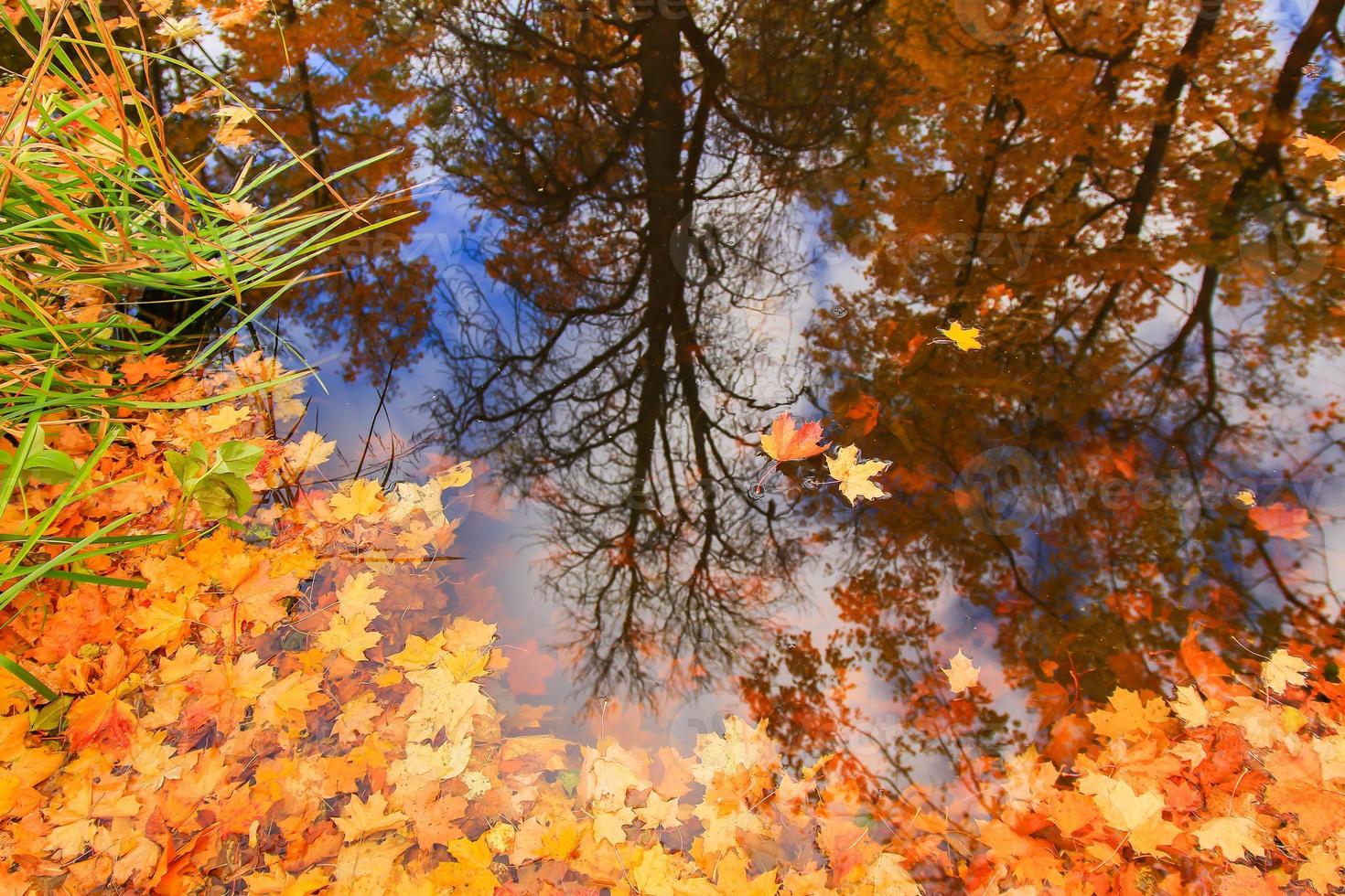Autumn yellow maple leaves over blue water with reflection of trees in it photo