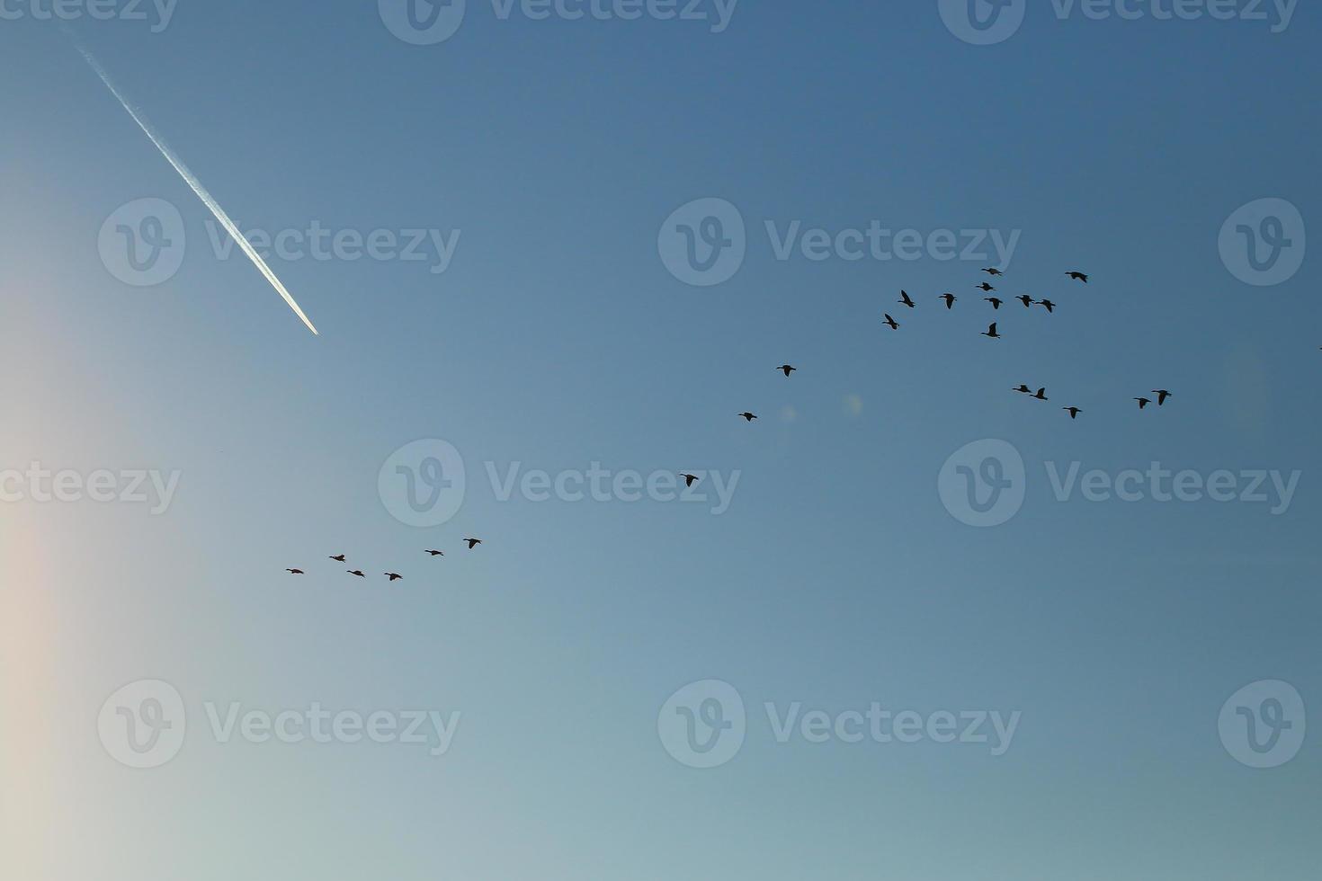 flock of wild geese silhouette on a sunset sky photo