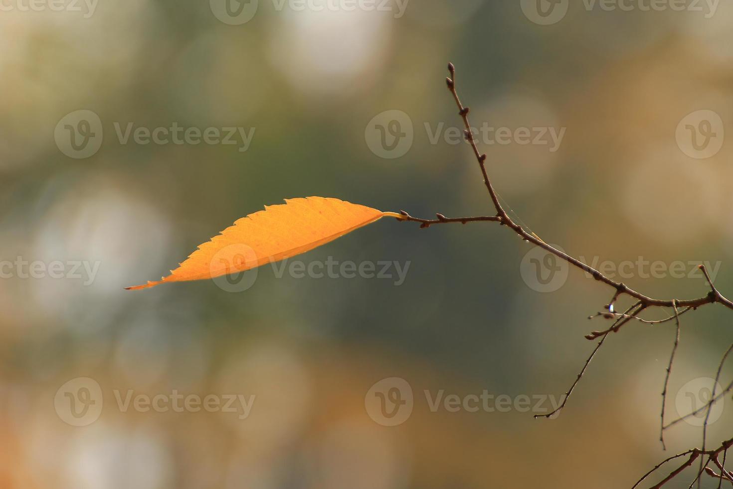 Close-Up Of Maple Leaves During Autumn photo