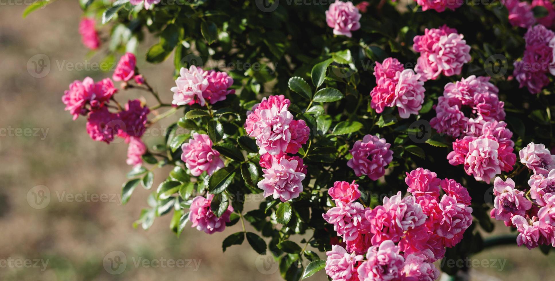 beautiful roses in the garden photo