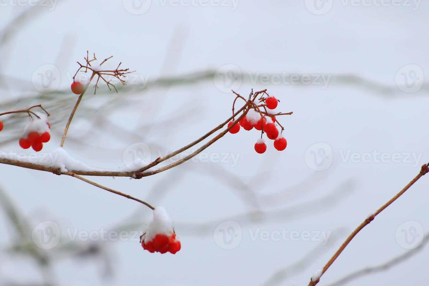 Red and orange berries on a tree in winter photo