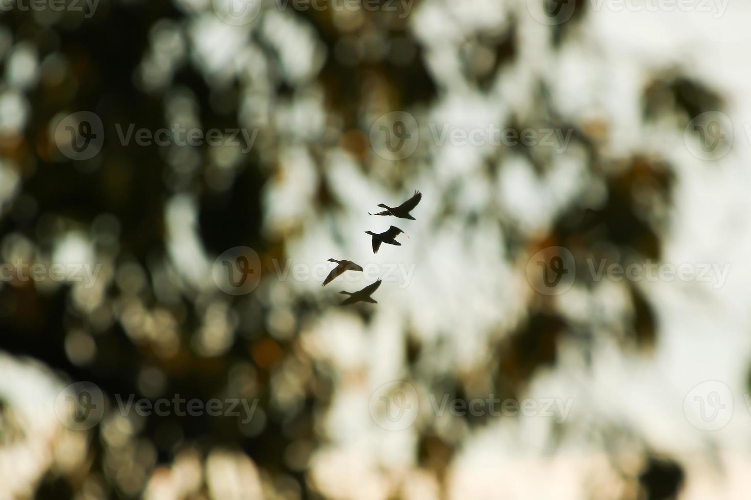 wild goose flaying near the Danube water stream photo