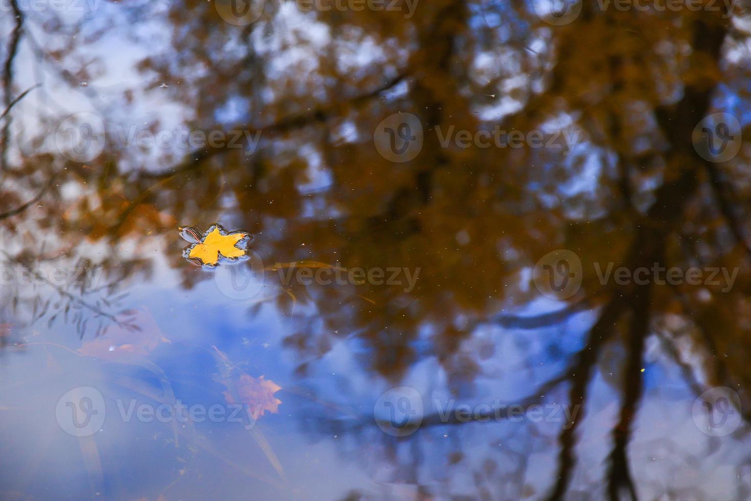 Autumn yellow maple leaves over blue water with reflection of trees in it photo