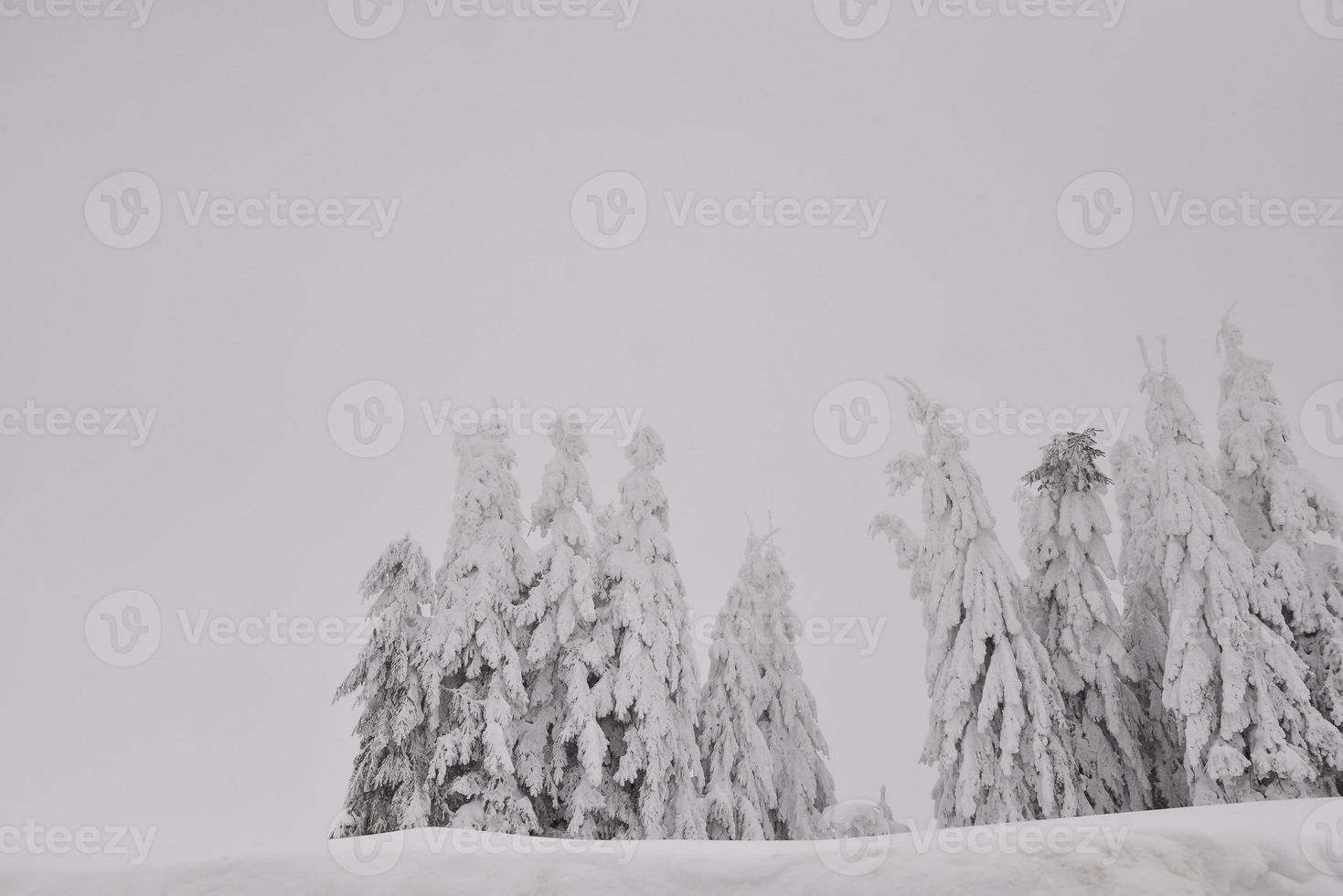 mountain forest landscape on a foggy winter day photo