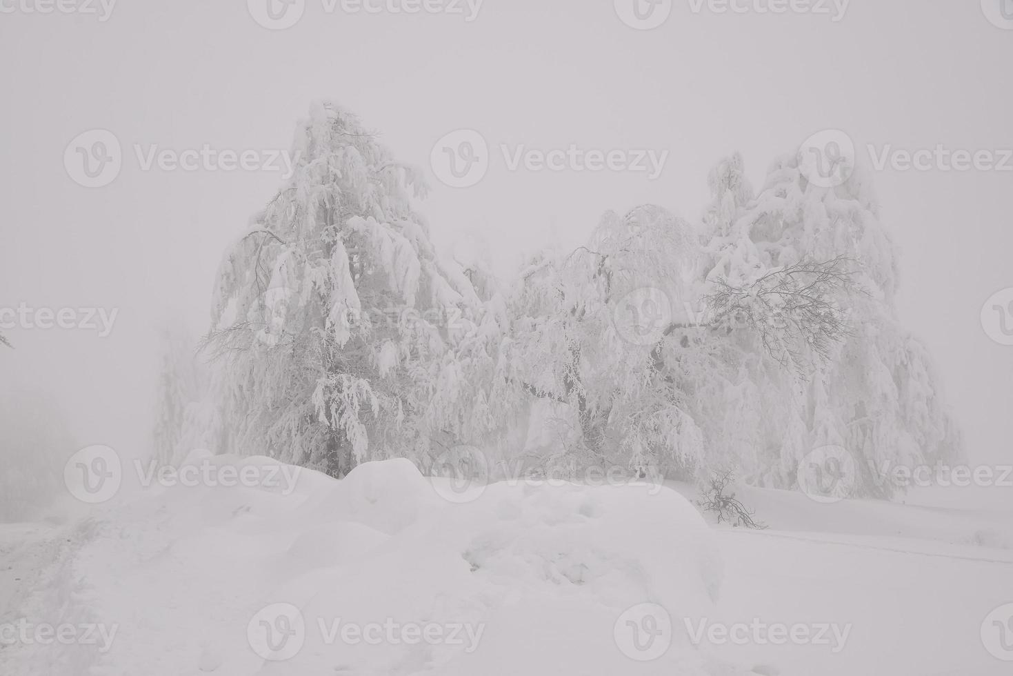 mountain forest landscape on a foggy winter day photo