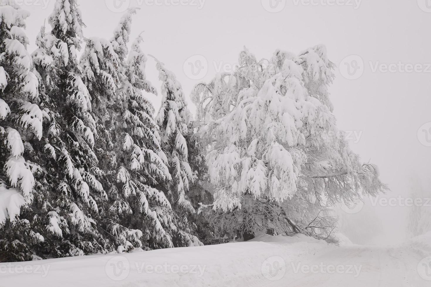 mountain forest landscape on a foggy winter day photo