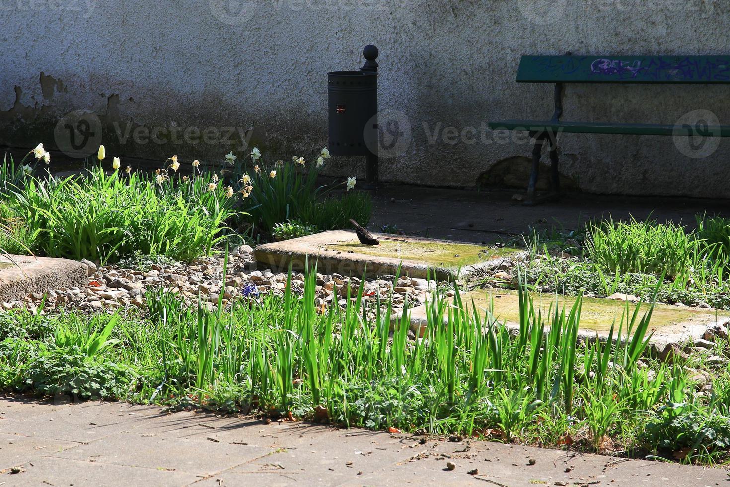 Male blackbird, turdus merula, drinking from a garden fountain photo