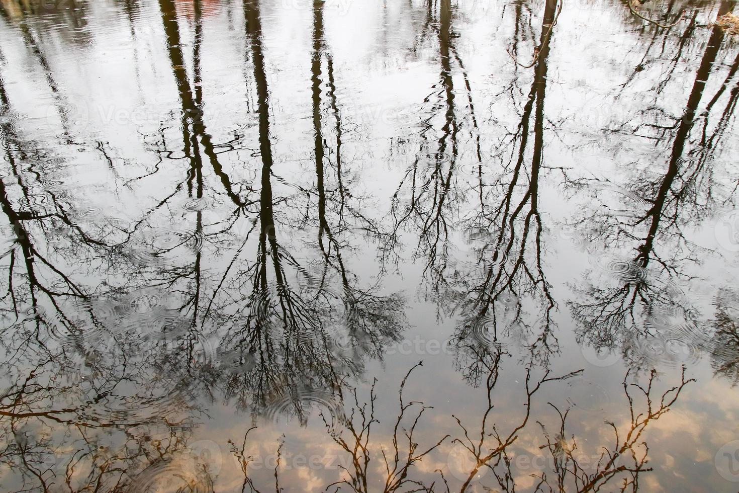 tree branches reflected into water photo