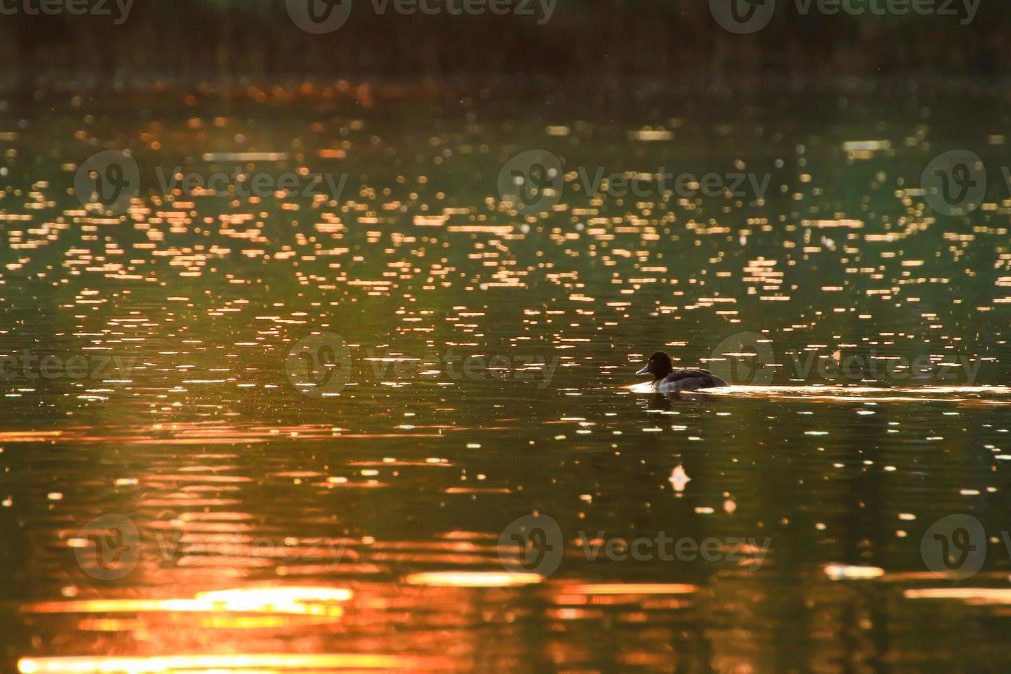 The wild goose float in the evening lake while the golden light reflected in the beautiful water surface. photo