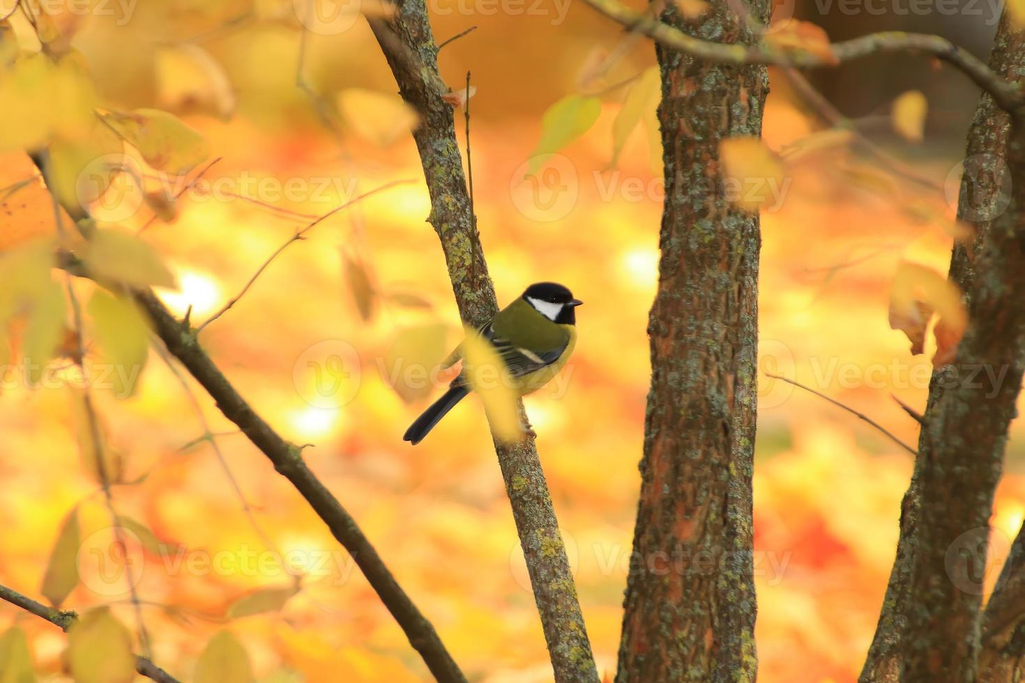 pájaro petirrojo en las hojas de los árboles de otoño en el parque foto