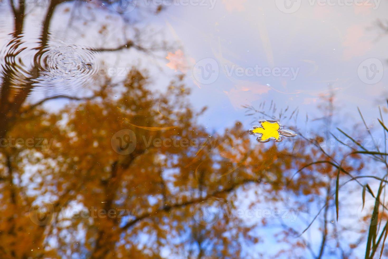Autumn yellow maple leaves over blue water with reflection of trees in it photo