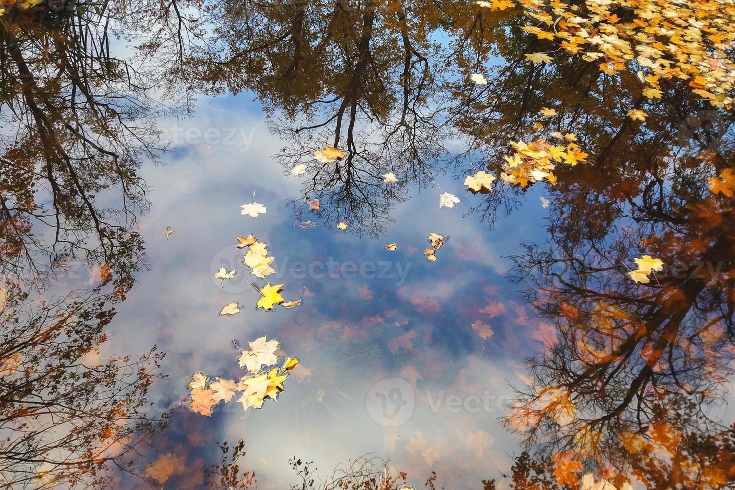 Autumn yellow maple leaves over blue water with reflection of trees in it photo