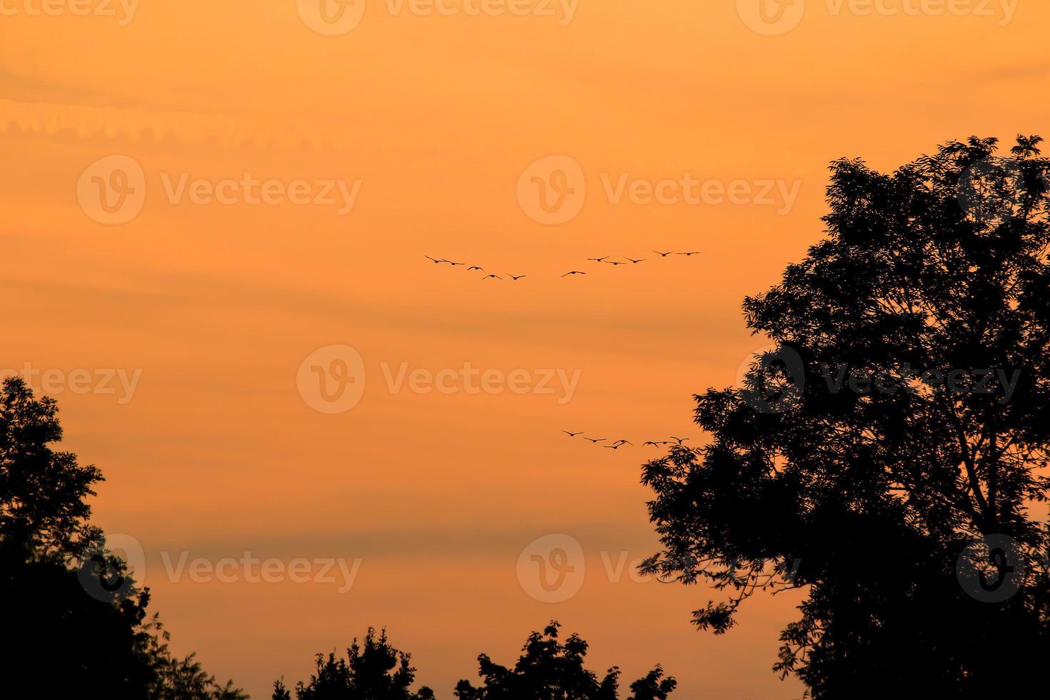 birds flying into sunset sky photo