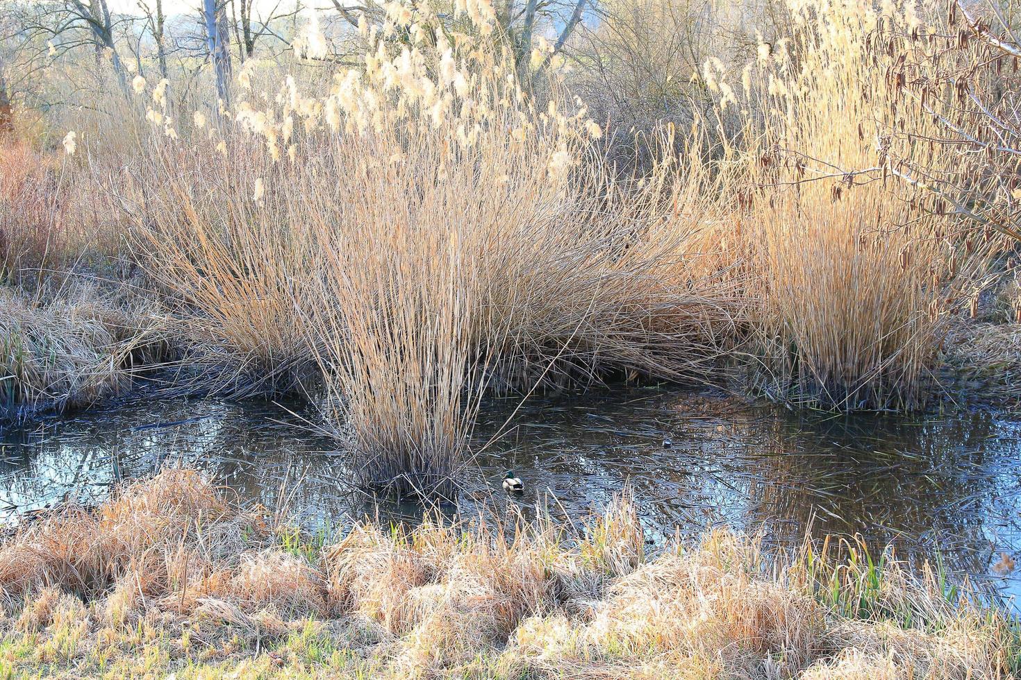 pair of mallards on the water in a swamp in autumn time photo