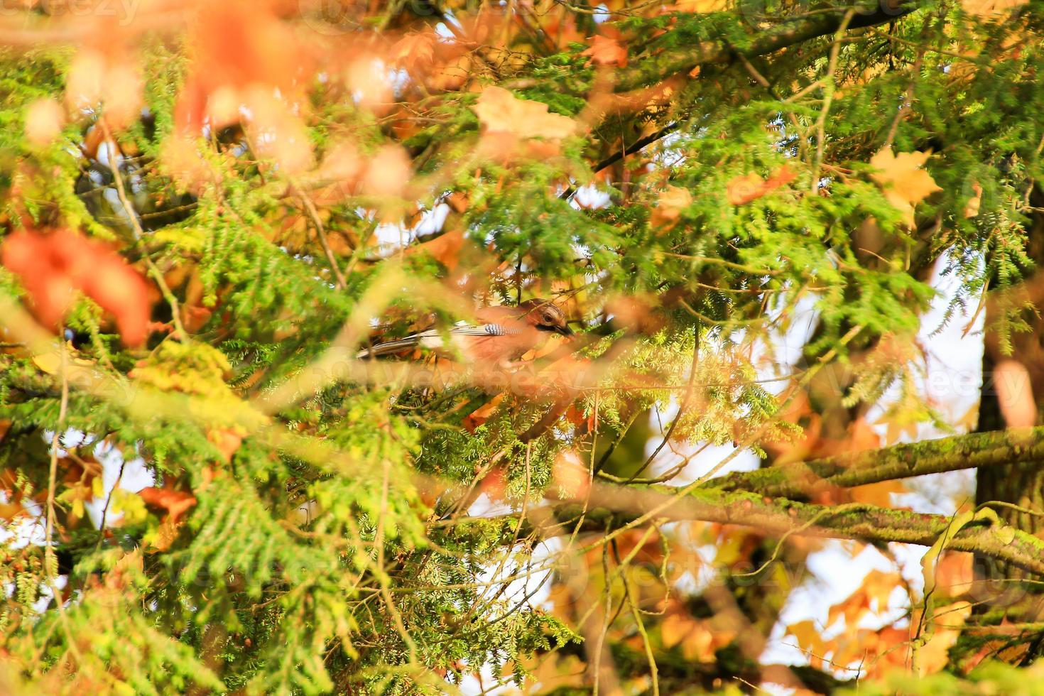 Garrulus glandarius. Bird in autumn colors. The wild nature of the Germany. Beautiful and colorful autumn. photo
