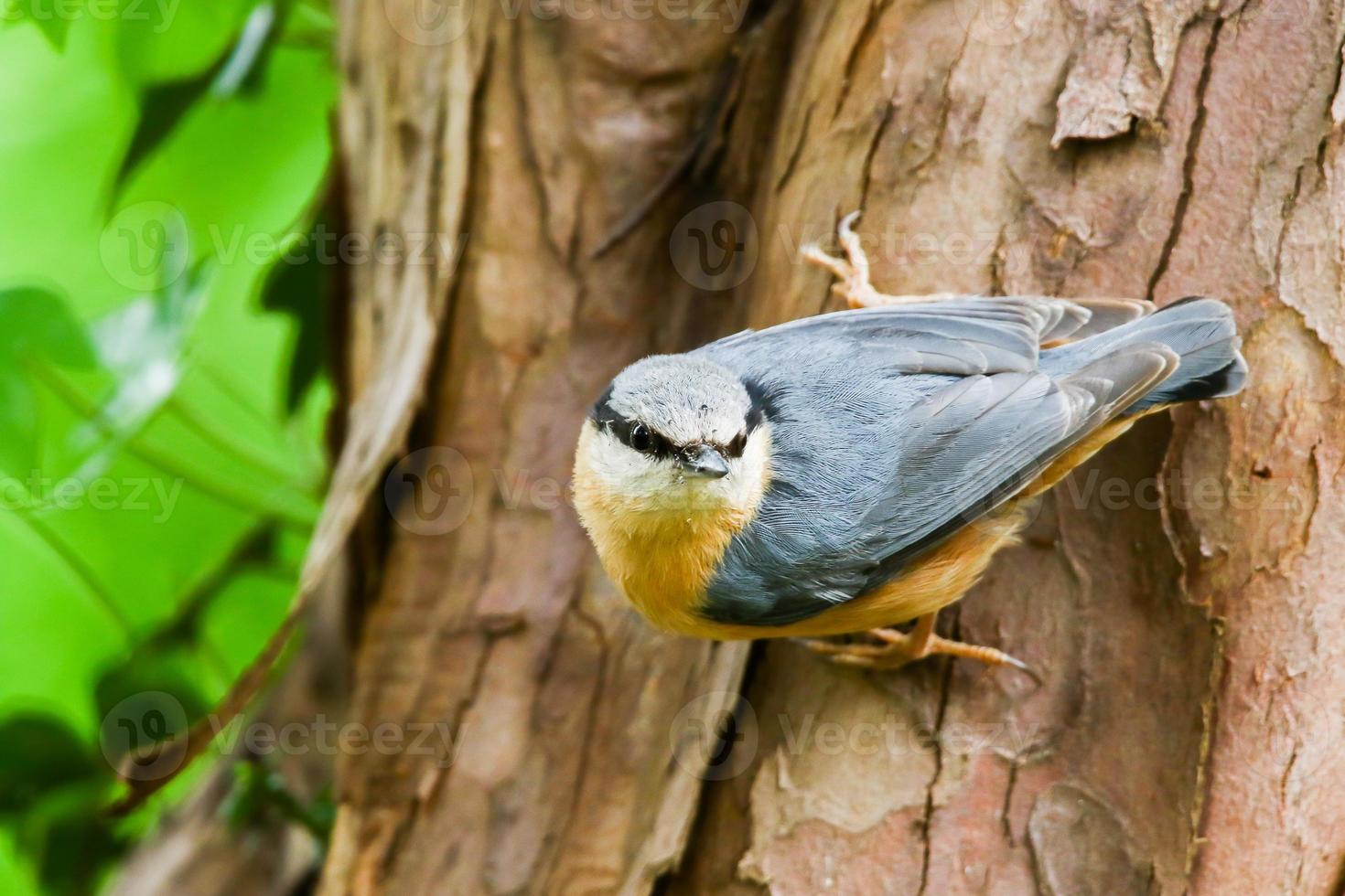 The Eurasian nuthatch or wood nuthatch, Sitta europaea, is a small passerine bird with blue back and orange lower part of body and a white head with black mask photo