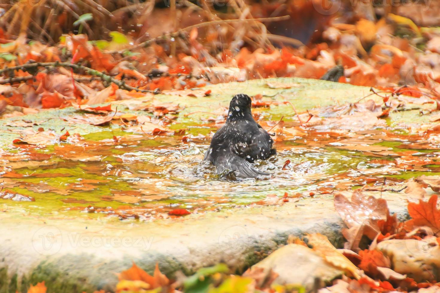 Common Blackbird,Turdus merula, is having a bath in a public pool in the park photo