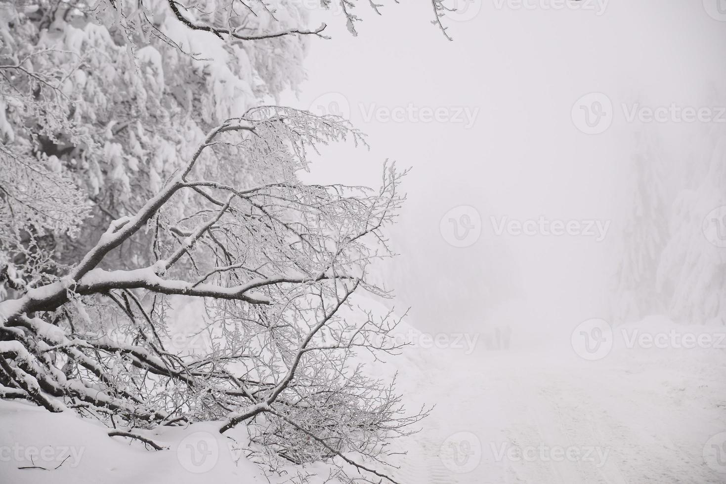 paisaje de bosque de montaña en un día de invierno brumoso foto