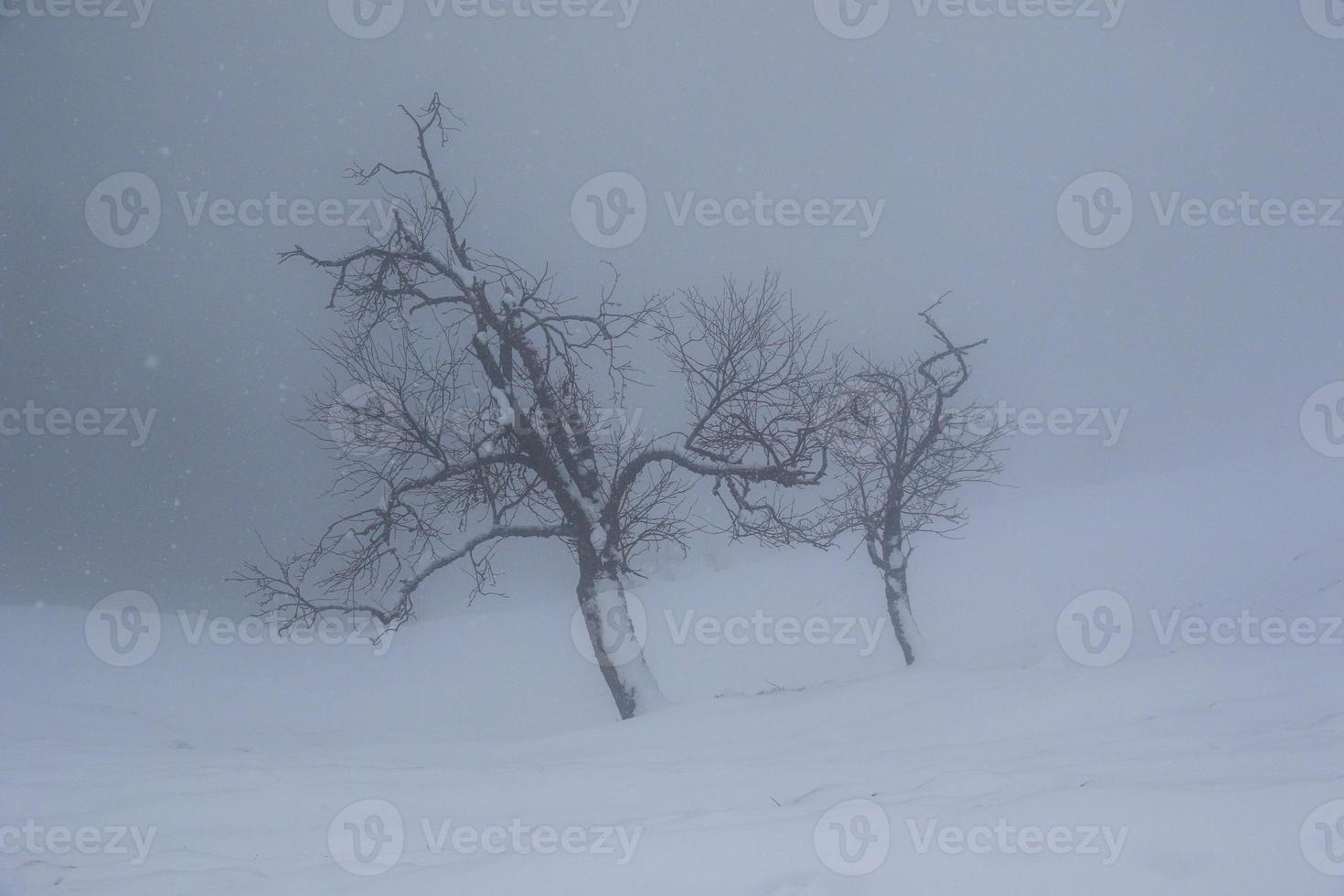 paisaje invernal en los alpes austríacos foto