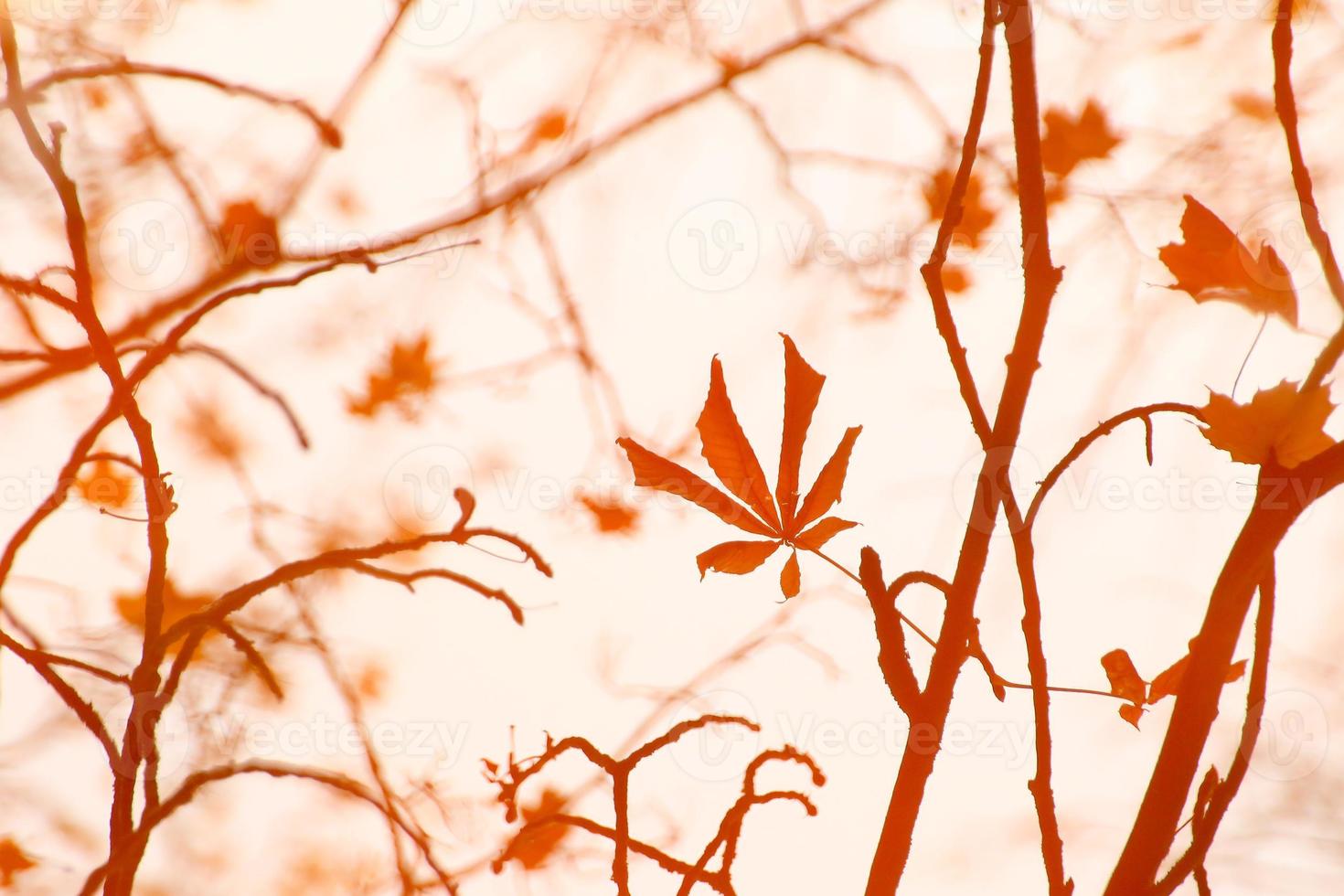 abstract image of autumn branches and leaves reflected in a pond photo