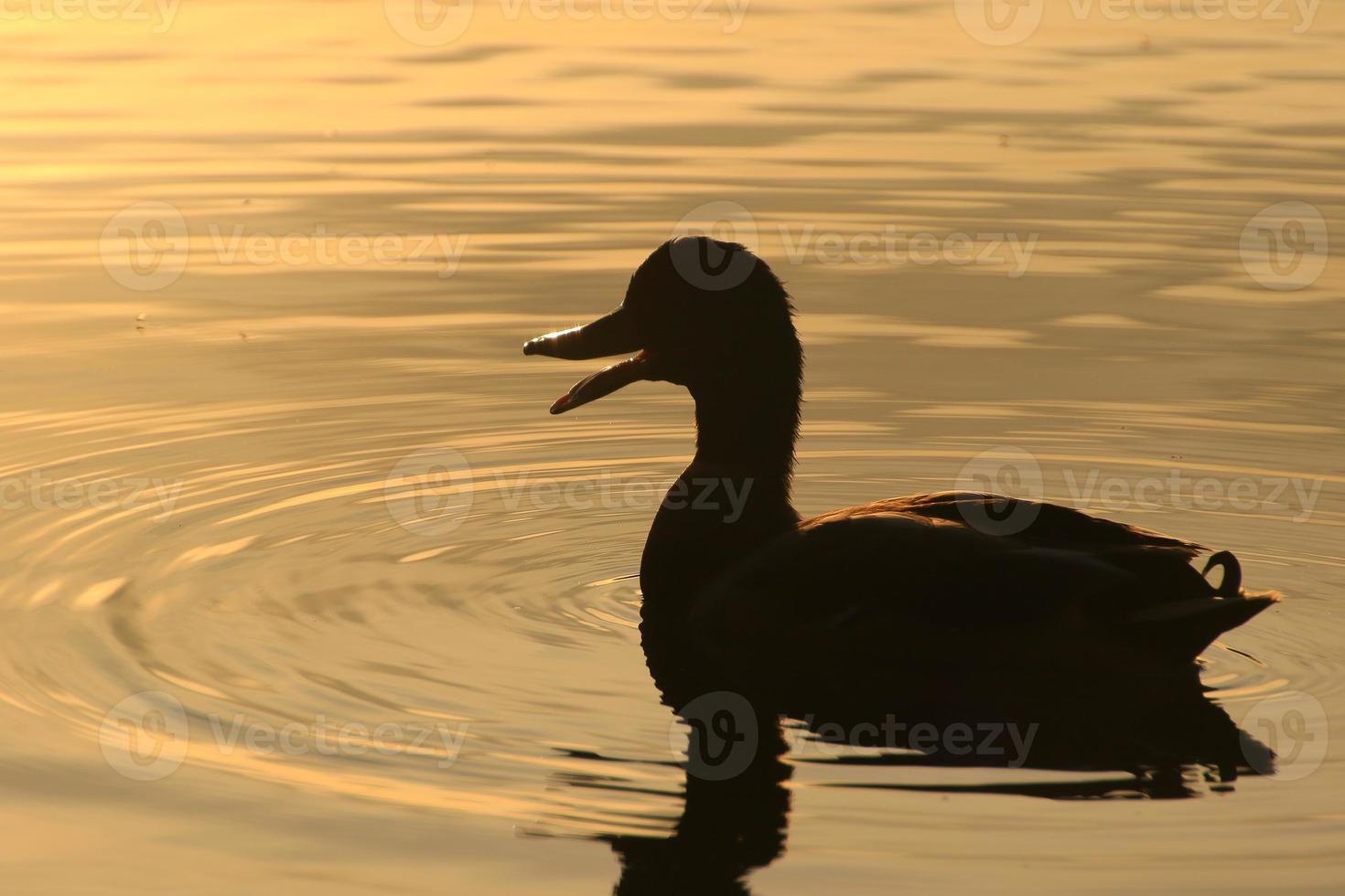 The wild goose float in the evening lake while the golden light reflected in the beautiful water surface. photo