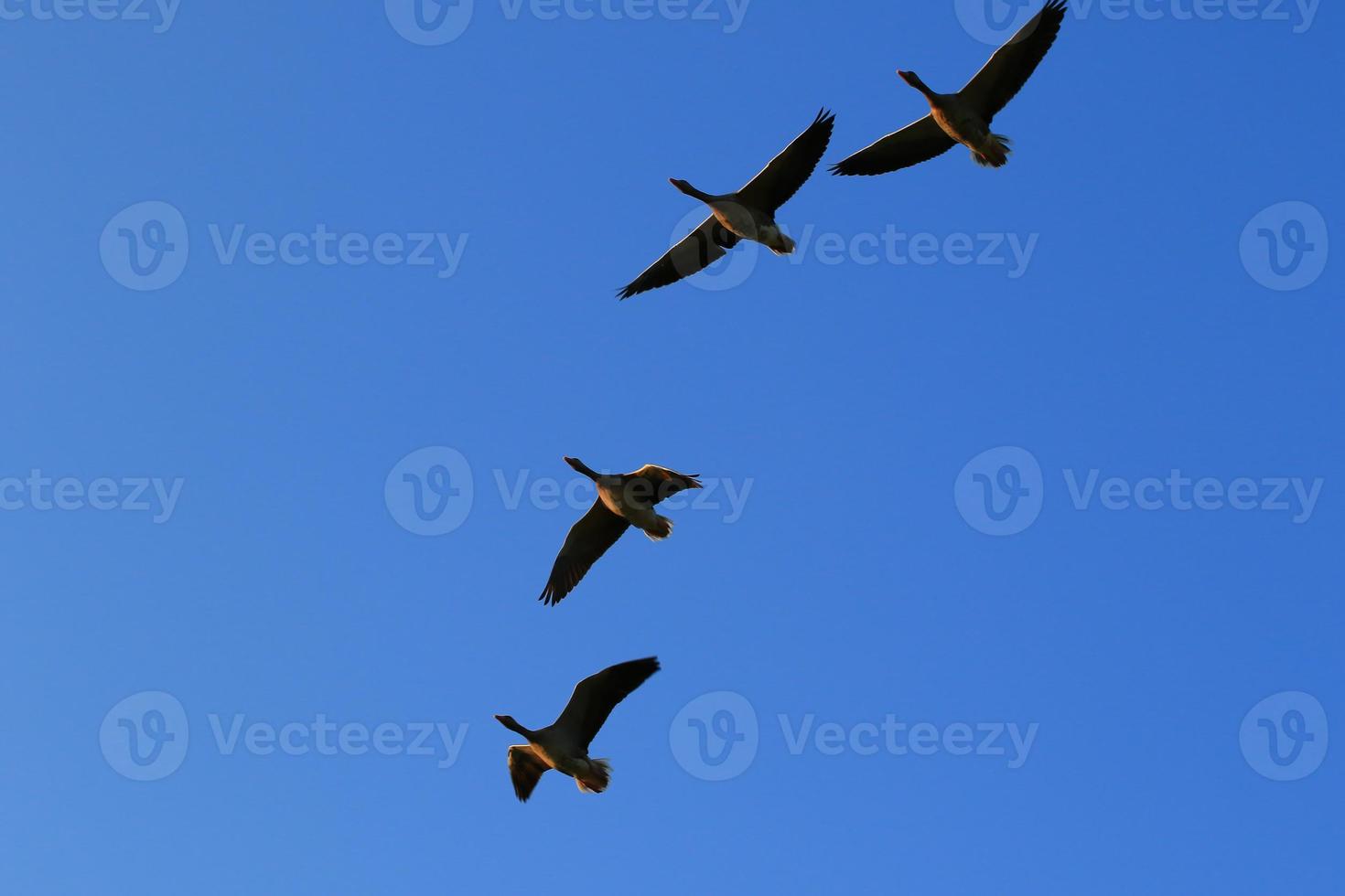 wild goose flaying near the Danube water stream photo
