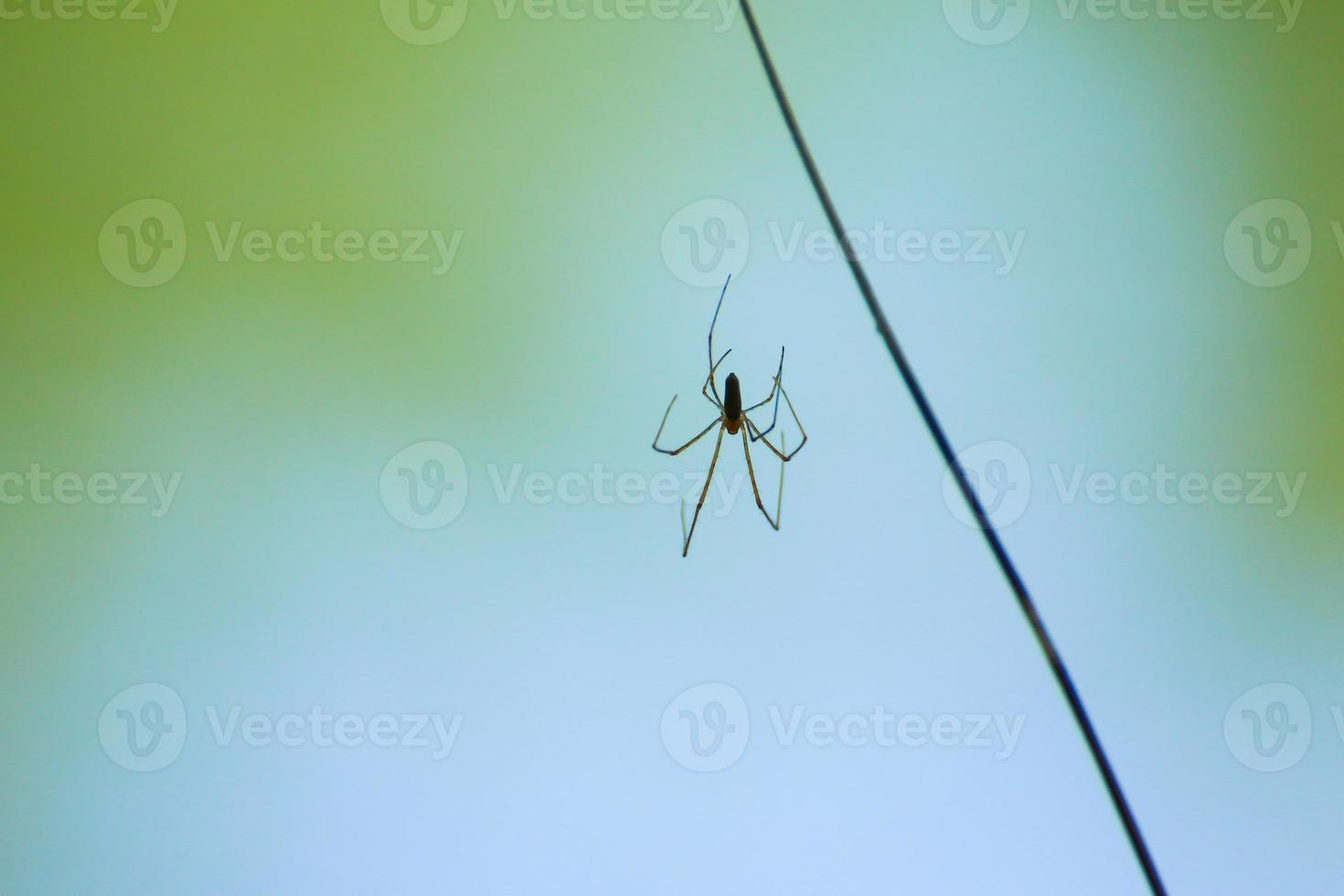 spider silhouette in the grass on green background photo