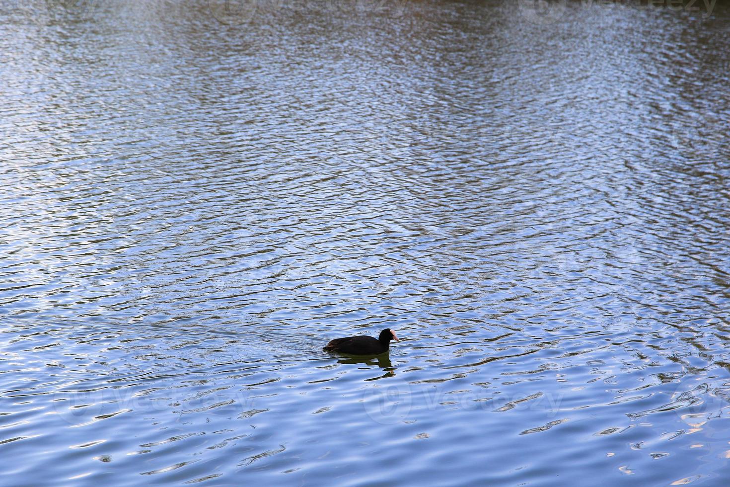 portrait of a coot duck bird swimming on Danube river photo