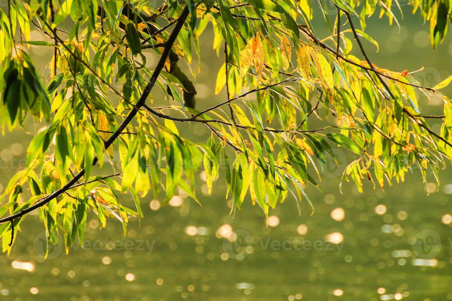 grass and leaves silhouette at sunset near the river photo