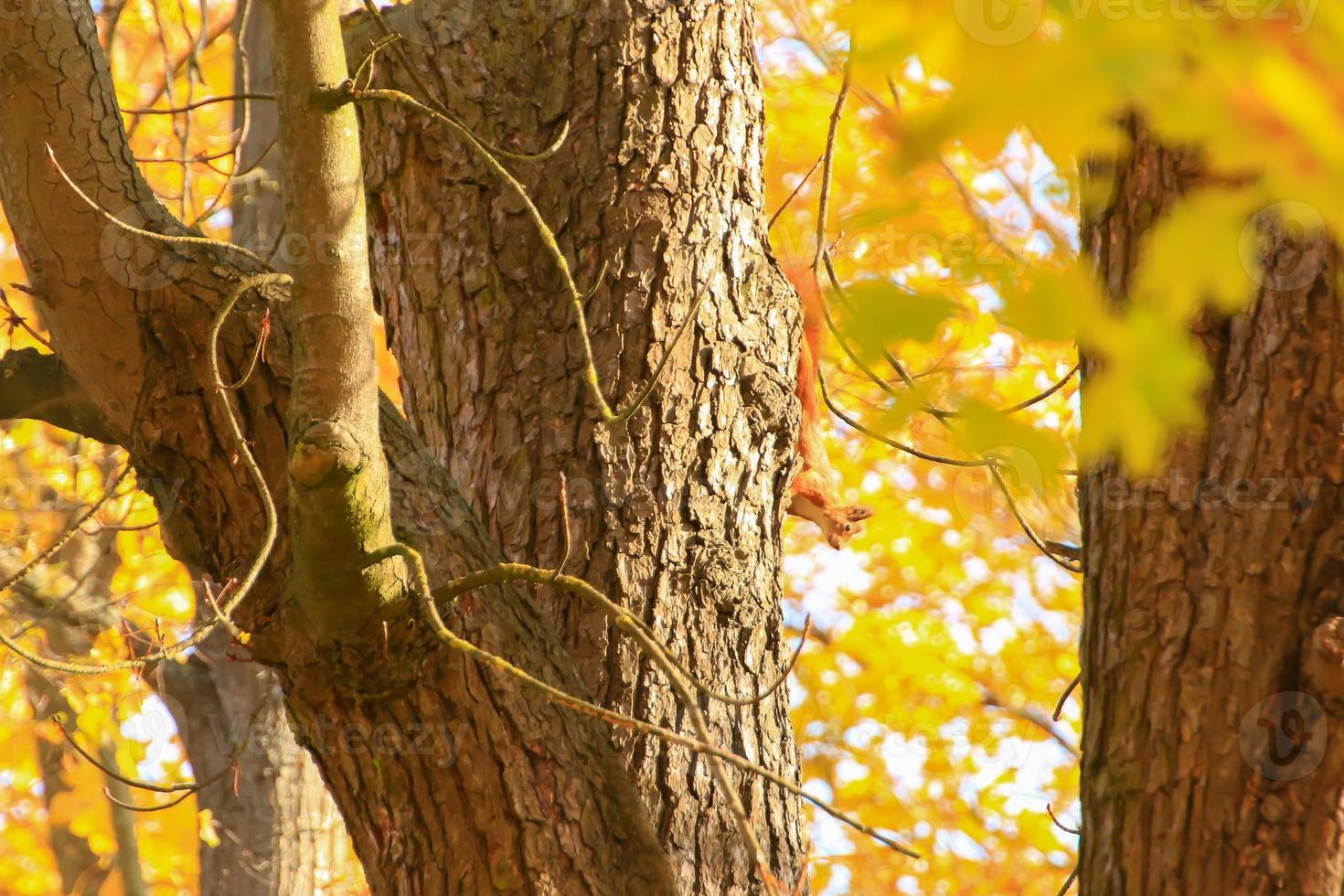 Portrait of Eurasian red squirrel climbing on tree in the park photo
